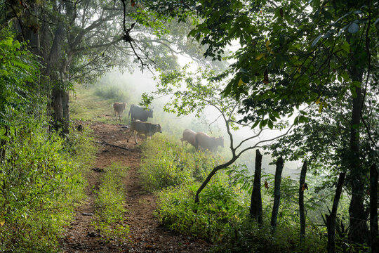 Dramatic image of a herd of cattle in the foggy early morning sunrise of the Caribbean mountains of the Dominican Republic.
