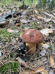 boletus edulis mushroom