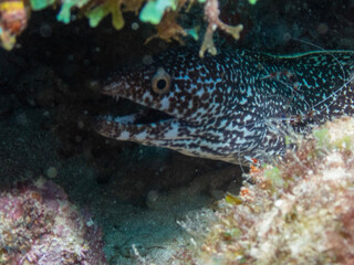 Moray Eel
