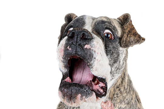 Closeup shot of a shocked dog isolated on a white background