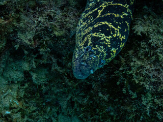 Moray Eel