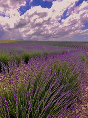 Obraz premium lavender field at sunset