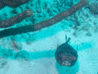 Puffer fish © M