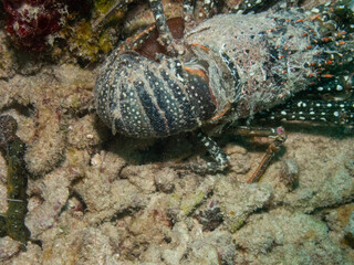 Lobster shell shed