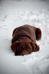 Labrador dans la neige