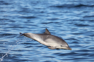 Fototapeta premium dolphin jumping out of water