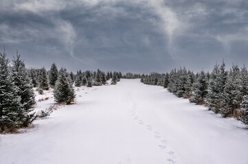 snow covered road through Christmas tree farm in December.