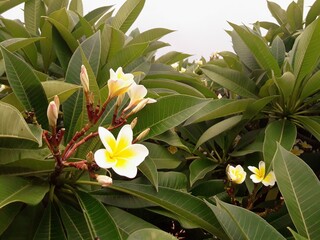 Detail of Frangipani White Flowers and Leaves over the Cloud Sky