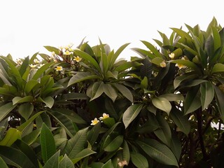 Top of a Frangipani Tree Covered with Green Shining Leaves and White Flowers