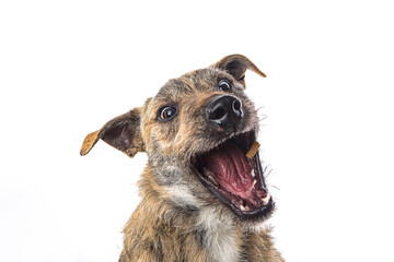 Closeup shot of a funny dog catching treats isolated on a white background
