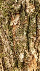 Tree Trunk with Green Moss Texture 
