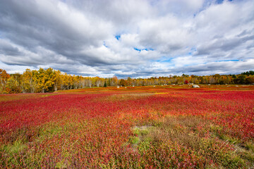 Blueberry barrens