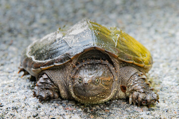 Common snapping turtle crossing a road