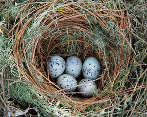 Naklejka na ściany i meble A birds nest with five eggs