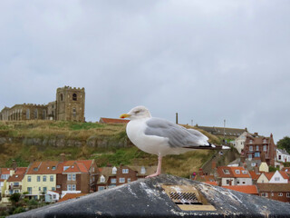 Herring gull and Whitby Abbey ruins in far background, England, UK, on a foggy day