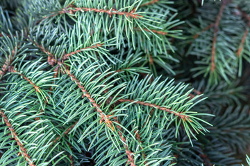 Naklejka na ściany i meble Universal coniferous background for Christmas and New Year greetings. Scientific name: Picea. Advertising background of planting material of coniferous trees. Copy space. Selective focus
