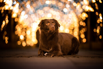 Pies na tle rozmytych świateł iluminacji świątecznej  - obrazy, fototapety, plakaty