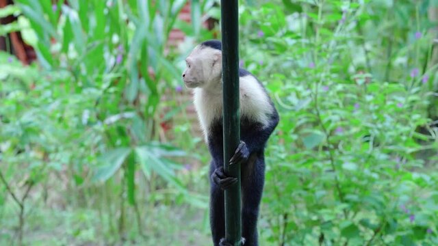 Capuchin monkey playing with each other in Costa Rica, Drake Bay rainforest.