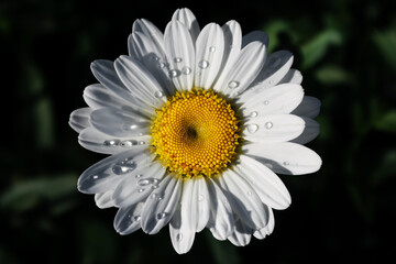 Fototapeta premium daisy flower
