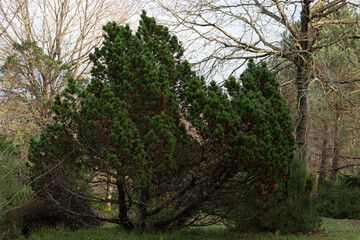 Small, green tree. Very nice green color.