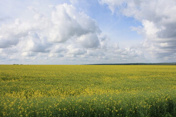 Obraz premium field and sky