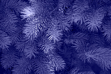 Fototapeta na wymiar Spruce branches background. New trending Pantone color of 2022 - Very Peri