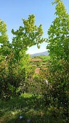 forest in the morning , green background