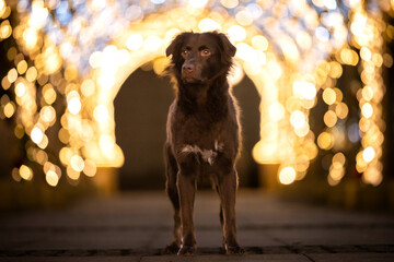 Pies na tle iluminacji świątecznej  - obrazy, fototapety, plakaty