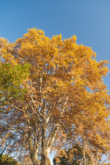 Wuhan Liberation Park late autumn scenery in Hubei, China