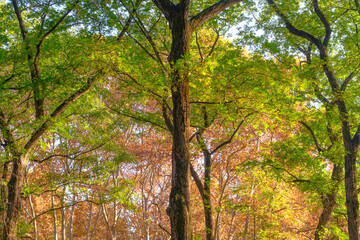Wuhan Liberation Park late autumn scenery in Hubei, China