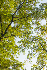 Wuhan Liberation Park late autumn scenery in Hubei, China