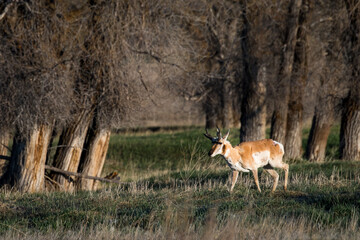 Deer in Wyoming, Grand Teton national park