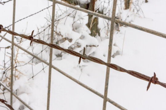 A barbed wire fench in winter