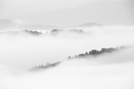 Beautiful Grayscale Soft Landscape Of Trees Fully Covered In Fog.