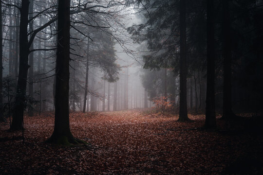 Beautiful shot of a dark mysterious forest with fallen leaves on the ground on a foggy day in fall