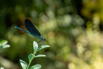 Closeup shot of a small dragonfly sitting on a leaf