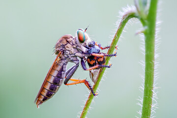 Robberfly with prey