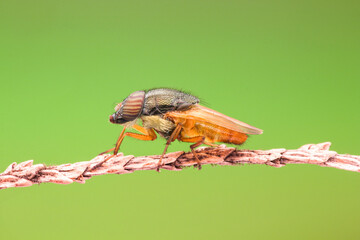 Golden rhiniin fly