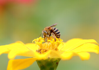 bee on yellow flower