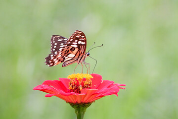 butterfly on flower