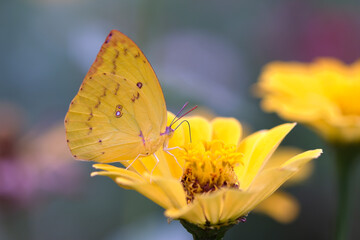 butterfly on yellow flower