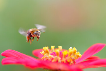 bee on flower