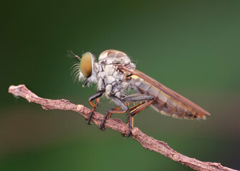 macro of a robberfly