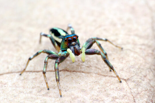 Cosmophasis umbratica on a leaf