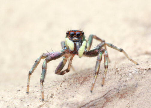 Cosmophasis Umbratica