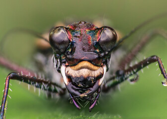 close up of a tiger beetle
