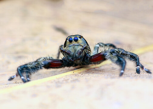 Hyllus diardi male