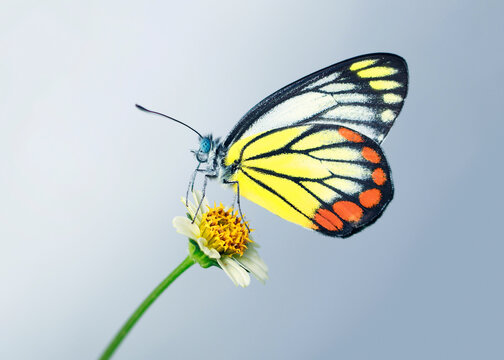 Delias eucharis, the common Jezebel, is a medium-sized pierid butterfly