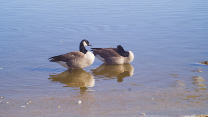 Multiple Canadian Geese on a Lake