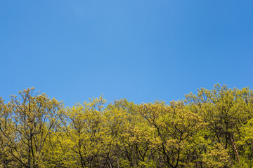 If you go hiking in Korea, you can meet such beautiful scenery.